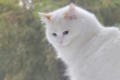 Моя кошка