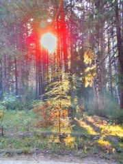 солнце в лесу