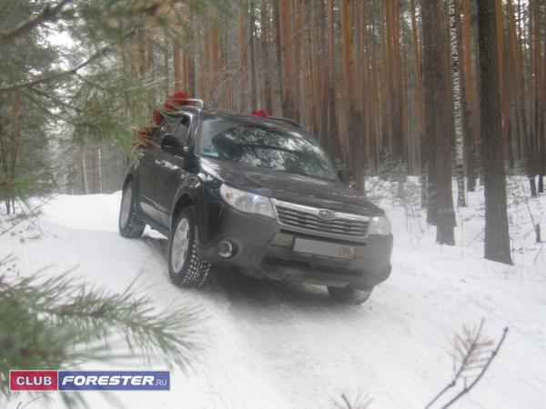 Forester.jpg