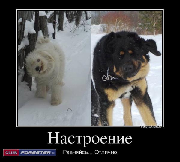 221910_nastroenie_demotivators_ru.jpg