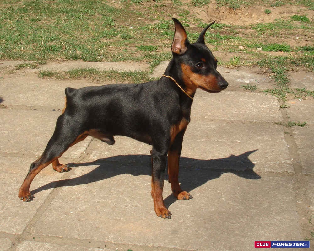 miniature-pinscher.jpg