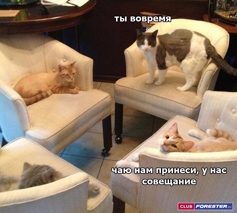 котэ-совещание-котизм-взгляд-4195453.jpeg